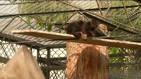 Rescatan moribundo a un oso de anteojos en Perú