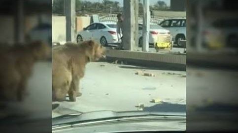Pánico en Irak tras pasearse un oso por las calles de la segunda ciudad más grande del país