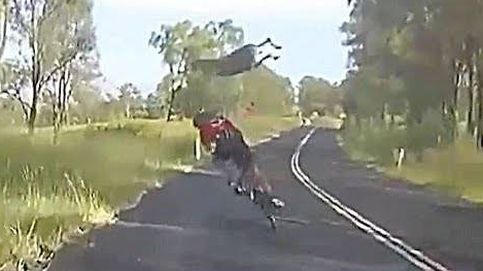 Un canguro 'placa' a un ciclista en Australia
