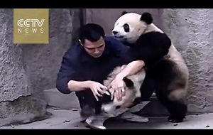 Los pandas no quieren la medicina