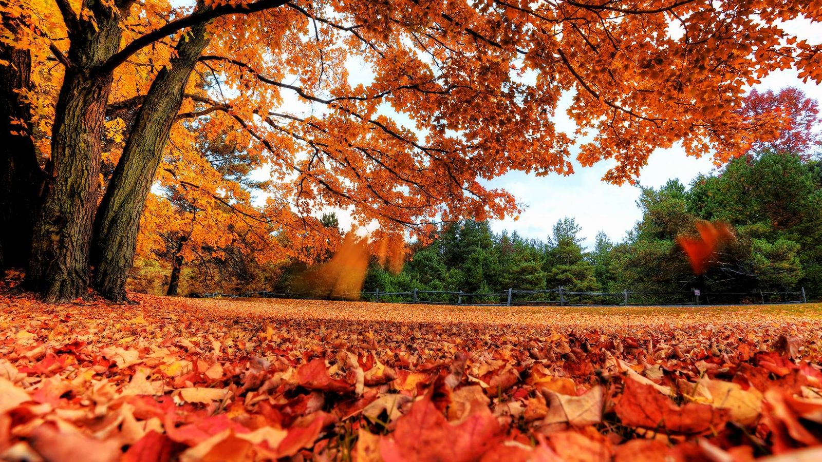 Del verde del verano al marrón del otoño: la química que cambia el color de  las hojas