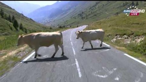 Las vacas ponen la emoción al Tourmalet