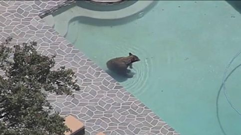Un oso se cuela en una piscina particular para combatir el calor