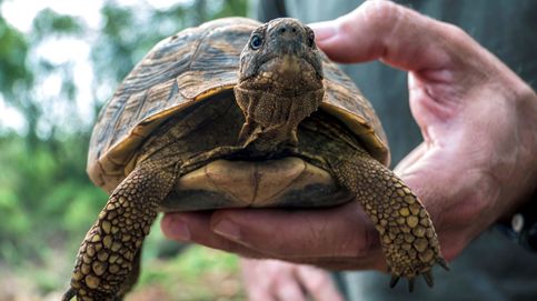 Cae una red de contrabando de tortugas en Colombia