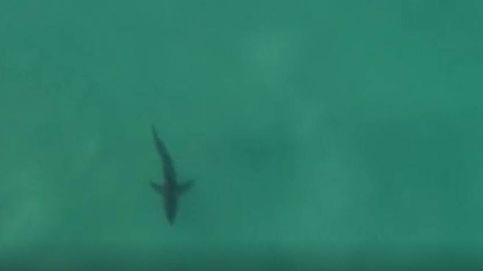 Un tiburón blanco aparece en el Mundial de Surf