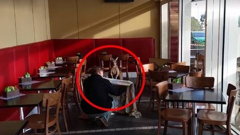 Cliente sorpresa en Melbourne: un canguro se cuela en una cafetería australiana