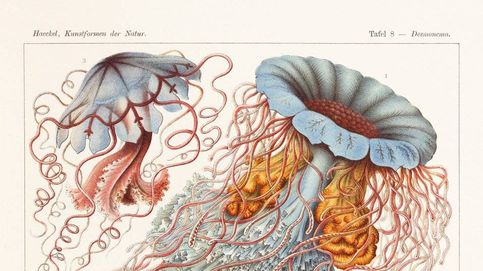 Los dibujos de Haeckel, el naturalista radical que hizo famoso a Darwin