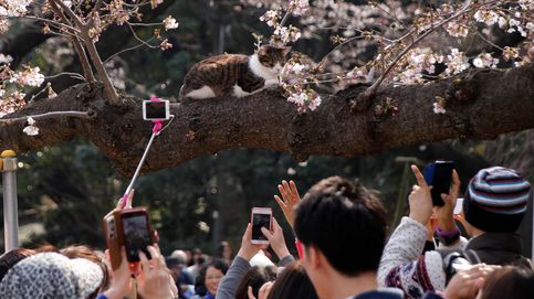 El objetivo de los selfies de los japoneses: los cerezos en flor