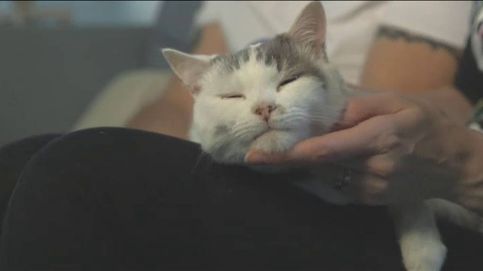 Theo, el gato que salvó la vida a su dueña