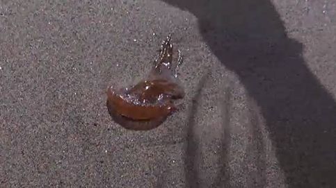 Las medusas invaden las playas de la Costa del Sol
