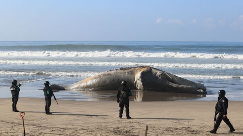 Una ballena muerta en México y radiación ultravioleta en Lima: el día en fotos