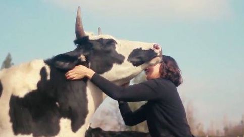 Las vacas también tienen corazón: el vídeo que hará enternecer a los amantes de los animales
