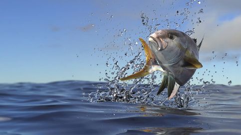 El pez limón, el pariente pobre del atún de almadraba