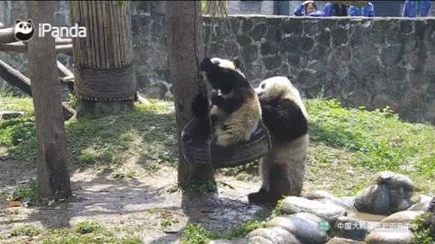 El juego de dos pandas en un columpio