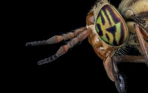 Impresionantes macrofotografías de insectos
