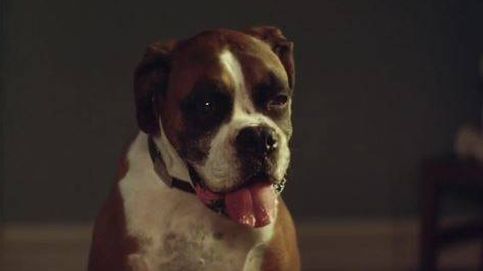 El mejor regalo de Navidad para un perro: así es el emotivo anuncio de los almacenes John Lewis