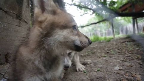Dos cachorros de lobo canadiense, los nuevos protagonistas del zoológico de Monterrey