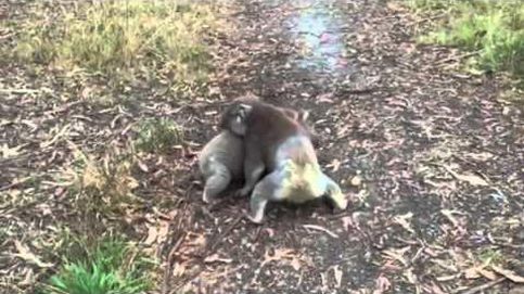 YouTube: Una lucha entre koalas grabada fortuitamente durante un paseo con mascotas