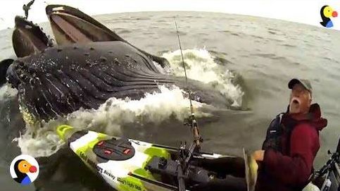 Unas ballenas sorprende a un hombre que iba en kayak