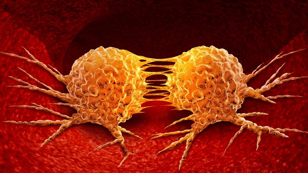 Foto: División de células cancerosas. (iStock)