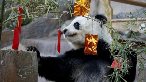 El oso panda embajador de China en Tailandia muere a los 19 años
