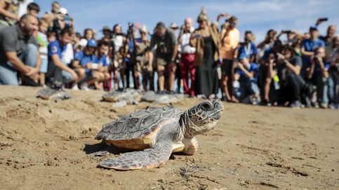 Naturaleza en Hungría y las tortugas de El Puig vuelven al mar: el día en fotos