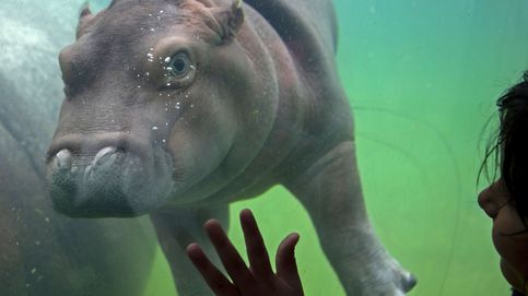 La cría de hipopótamo que arrasa en México