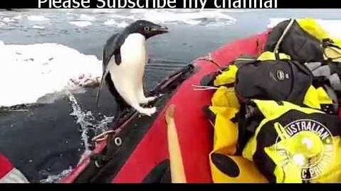 El vídeo del 'pingüino inspector' que arrasa en redes sociales