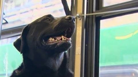 Este perro no necesita dueño para ir al parque, él solo coge el autobús