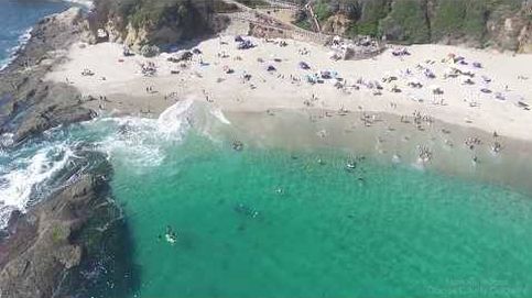 Una ballena gris se cuela en las costas californianas sorprendiendo a los bañistas
