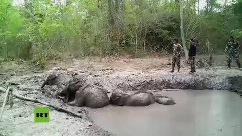 Así fue el complicado rescate de seis crías de elefantes en Tailandia