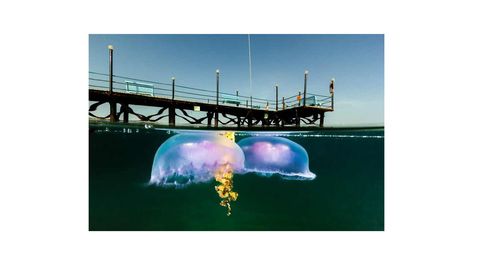 20 fotos en la frontera de dos mundo: bajo el agua y sobre ella 