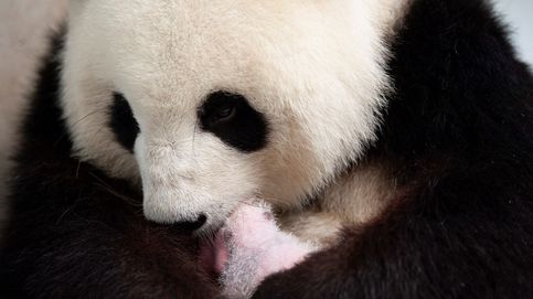 Nacen dos pandas en Berlín y un nuevo ciclón en EEUU: el día en fotos