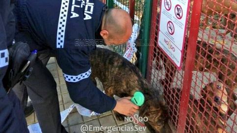 La policía busca al culpable de abandonar 18 cachorros en un parque de Sevilla