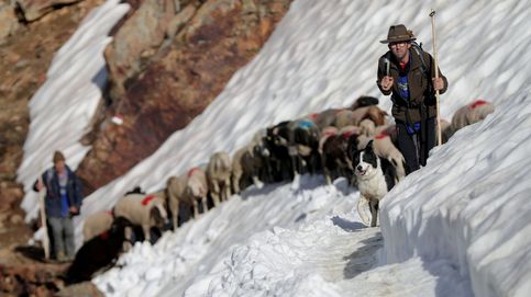 Los pastores que aún cruzan los Alpes