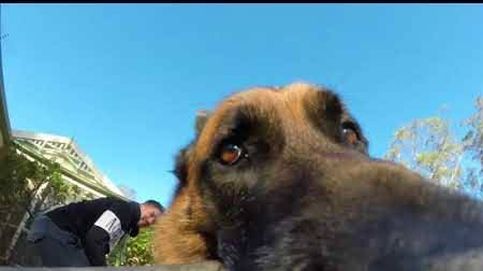 Un perro roba una cámara GoPro y escapa de sus dueños