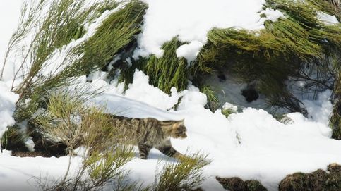 La nieve delata al gato montés durante el día