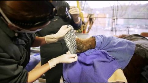 Con piel del pez tilapia tratan las quemaduras de animales salvajes