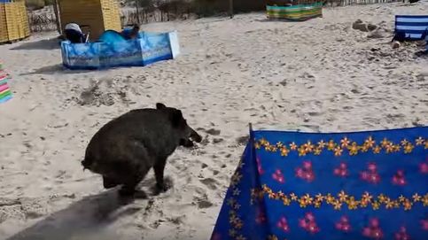 El simpático momento de 'terror' de un jabalí atacando a los bañistas de una playa
