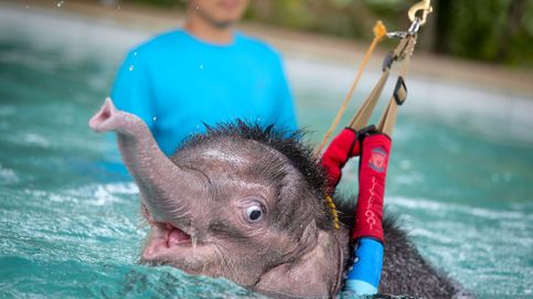 Así se rehabilita una bebé elefante en Tailandia 