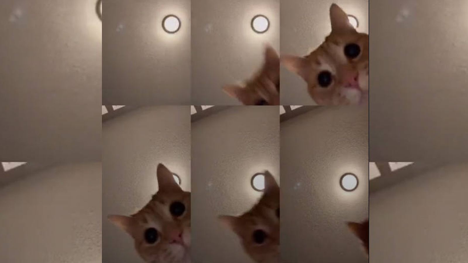 El Gato De Tik Tok Que Arrasa En Todo El Mundo Con Un Video De