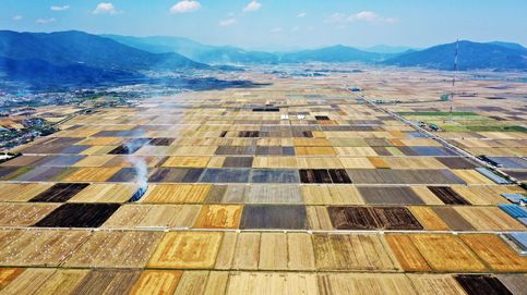 Campos de cebada en Corea del Sur y colección de Verano 2020 de Lottusse: el día en fotos