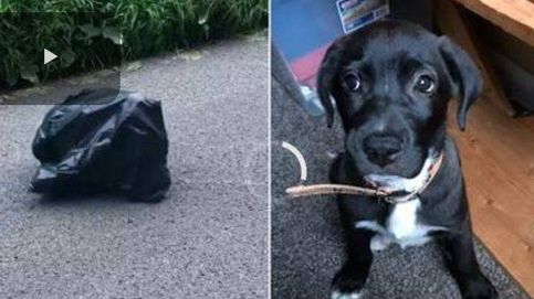 Una bolsa de  plástico se mueve en la calle: para el coche y salva a un cachorro