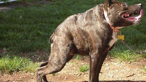 Estos son los perros más feos del mundo