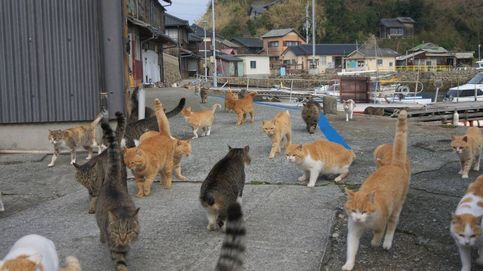 Existe un paraíso para amantes de los gatos: la isla de Tashirojima (y cómo visitarla)