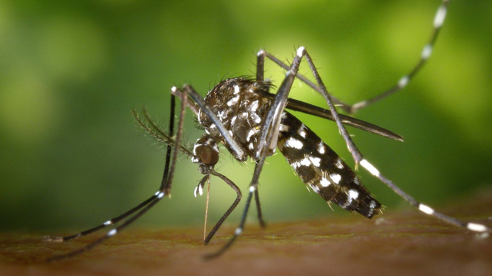 Resultado de imagen de mosquito tigre