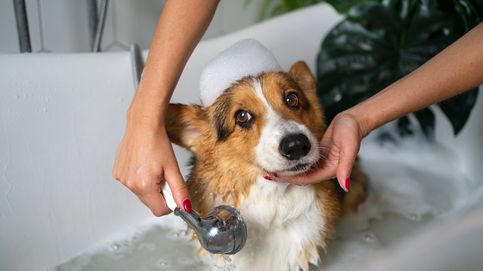 Cómo limpiar a tu perro sin bañarlo: los consejos de los expertos