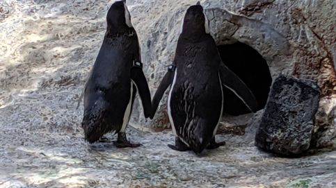 Rescatan en Perú a los 'pingüinos de Madagascar', Skipper y Kowalski