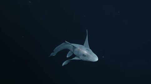 El tiburón fantasma, avistado a 1.600 metros de profundidad