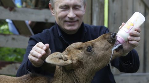 Putin, el presidente amante de los animales 